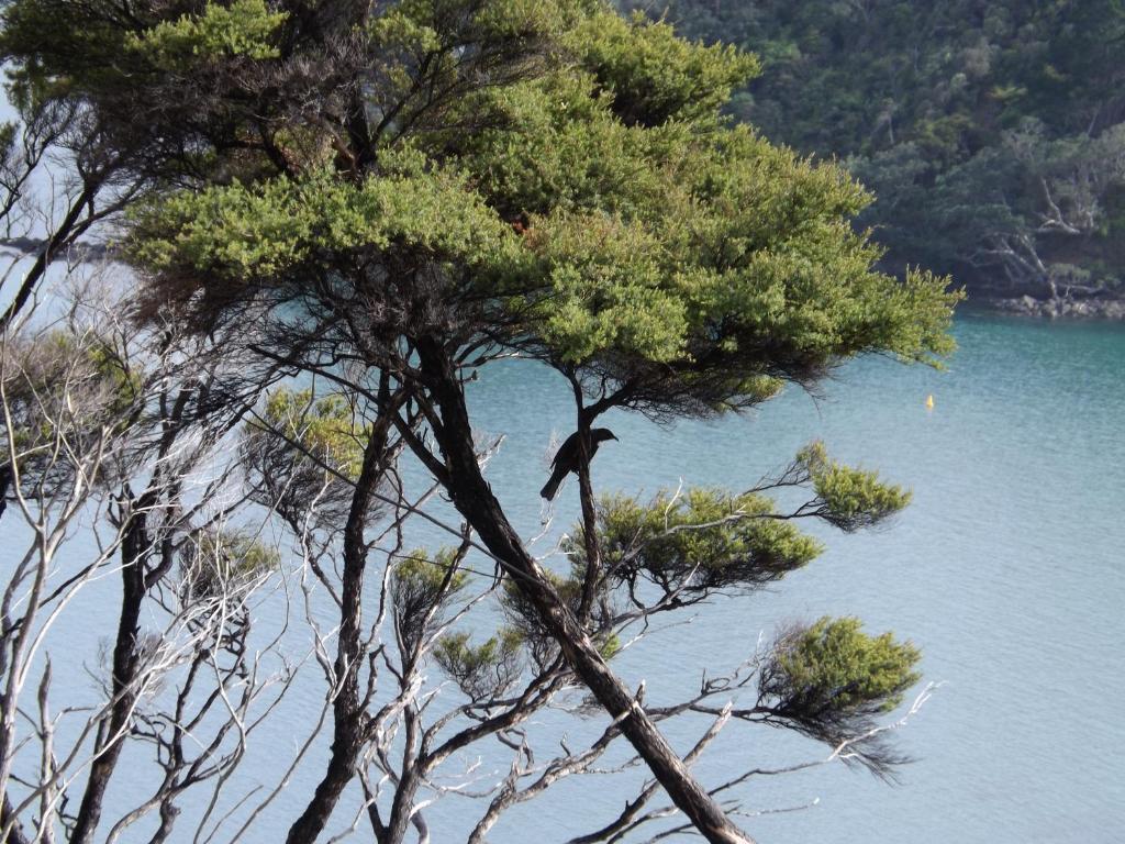 Coromandel Seaview Motel Екстер'єр фото